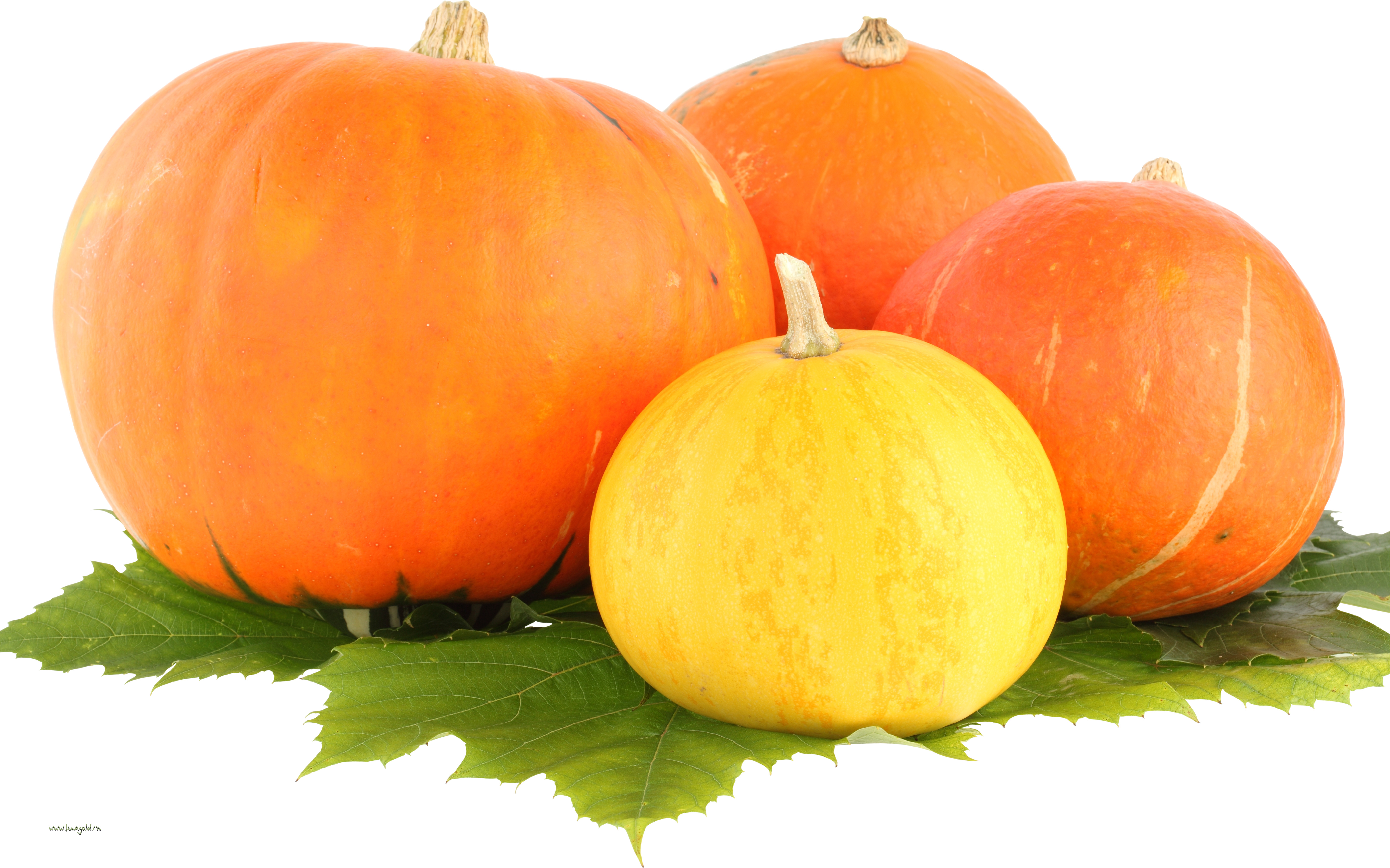 three pumpkins 함께 초록색 잎