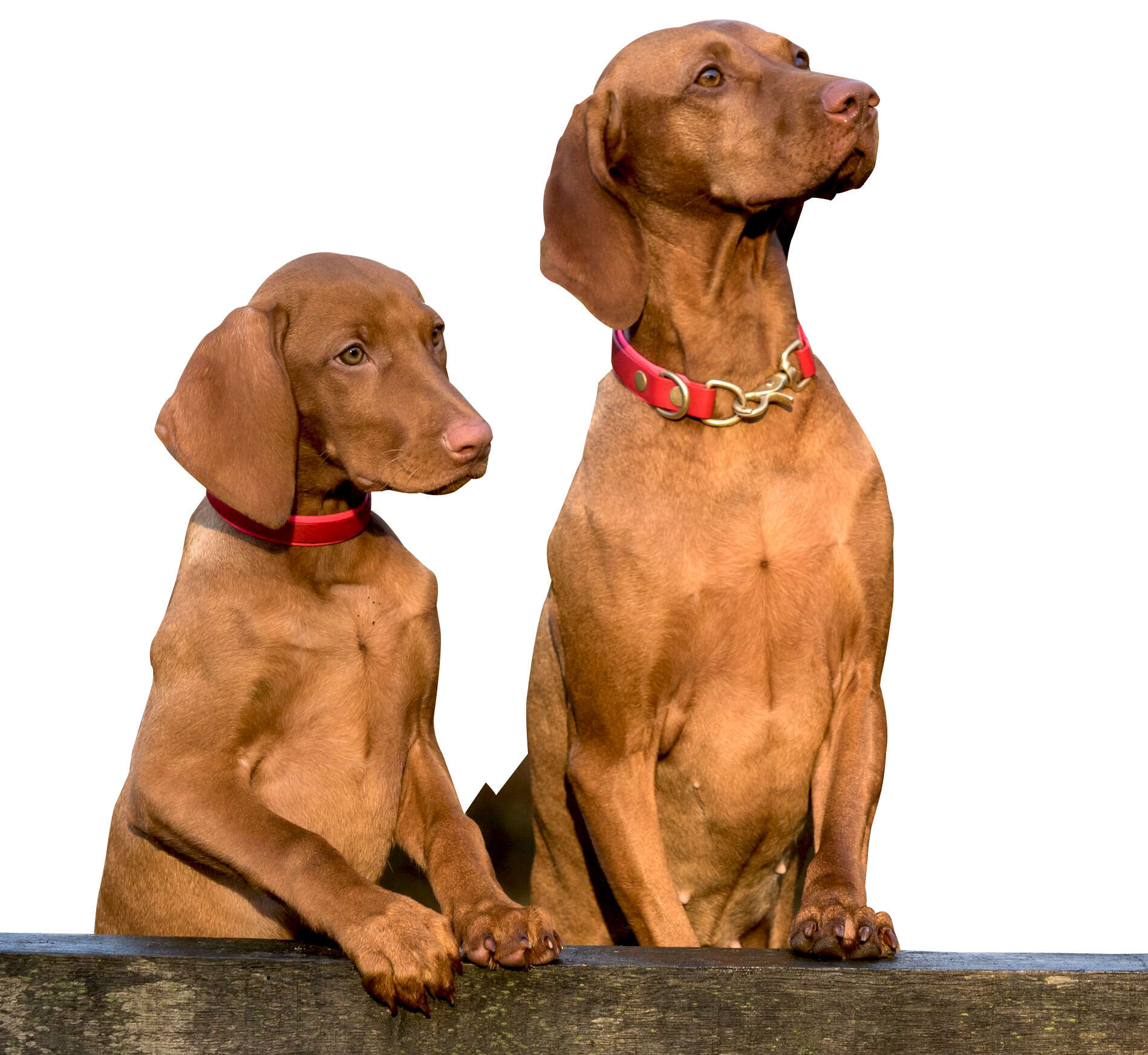 Two Dogs Sitting Next To Each Other Dogs