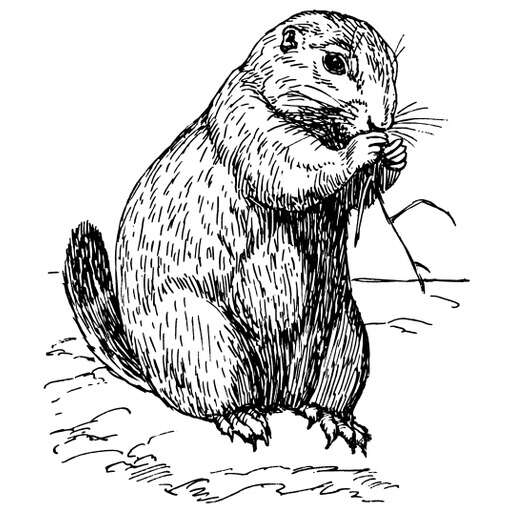 Black and White Drawing of a Ground Squirrel Eating Grass Vector Illustration