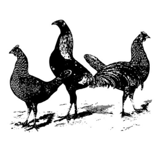Black and White Drawing of a Group of Chickens Standing Next to Each Other Vector Illustration