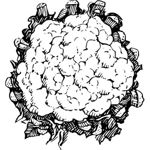 Image of a Drawing of a Cauliflower on a White Background Vector Illustration