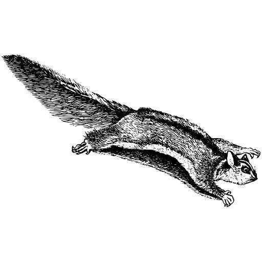 A Flying Squirrel