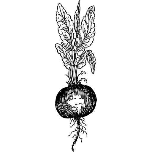 A Turnip With Leaves And Roots