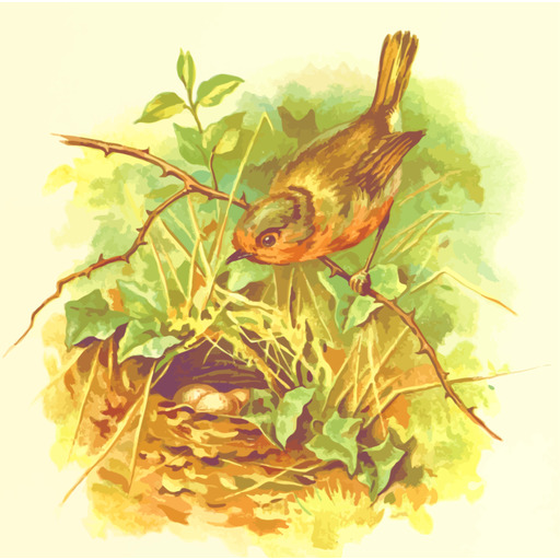 A Bird 에 A Nest 와 A 아기 Bird