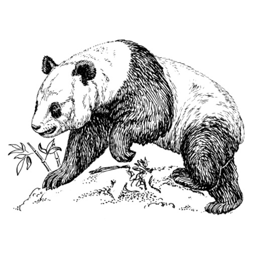 A 검정 과 화이트 Panda 곰