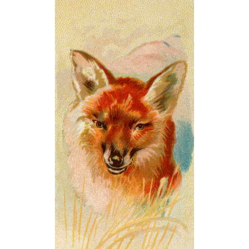 A Fox 에 a 필드 의 잔디