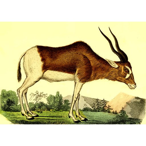Antelope Standing 에 A 필드