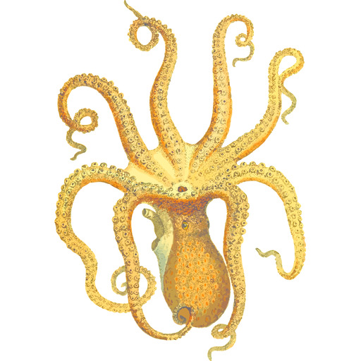An Octopus S 머리 에 A 화이트 배경
