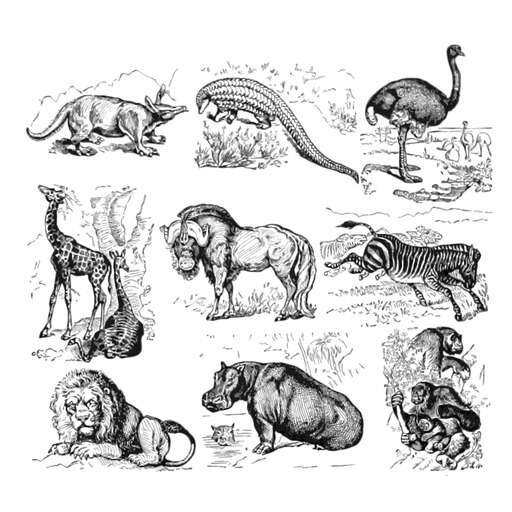 Various Wild Animals Including An Ostrich, A Giraffe, An Elephant, And A Zebra