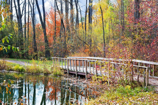 woods 안의 bridge over 작은 pond