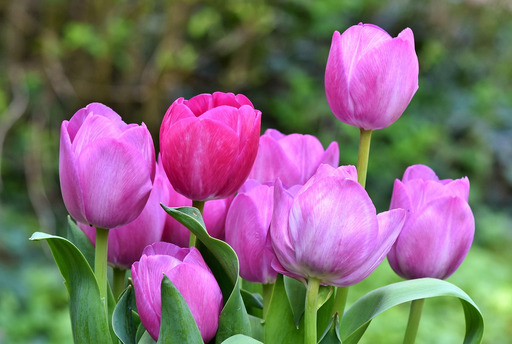 garden 안의 bunch 분홍색 tulips