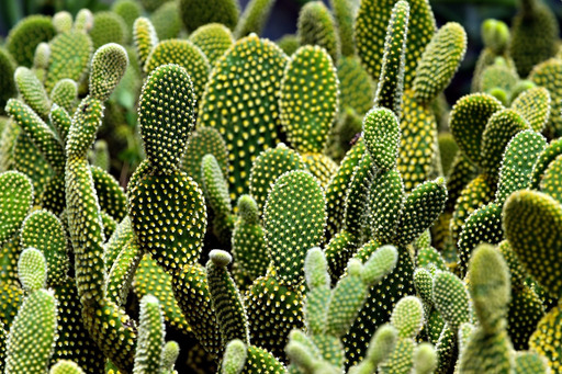 bunch 작은 초록색 cactus plants