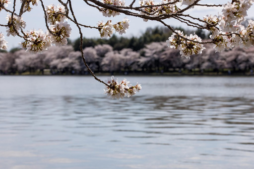 banks tidal 강 안의 washington 위의 cherry blossoms are blooming