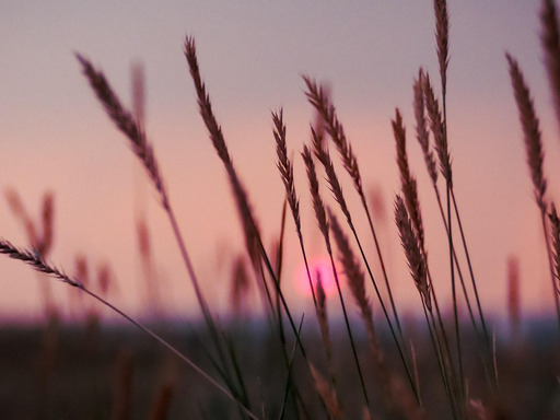 sun setting을 배경으로 한 들판 grass 03