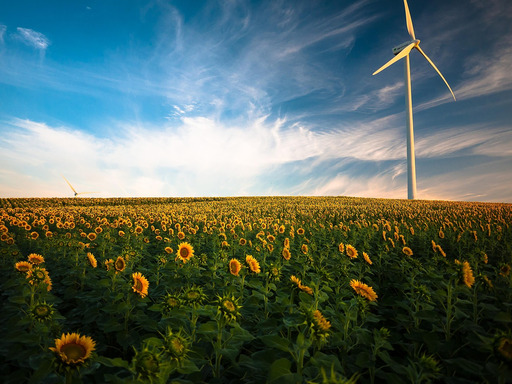 wind turbine을 배경으로 한 들판 sunflowers
