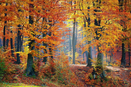 lots 화려한 trees로 가득 찬 숲