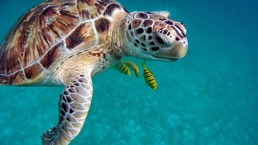 바다 안의 초록색 sea turtle swimming 02
