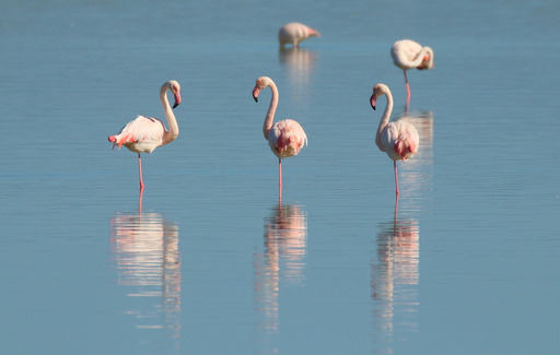 물 안의 group flamingos 서 있는