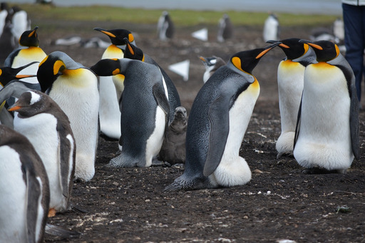 ground 위에 앉아 있는 group penguins