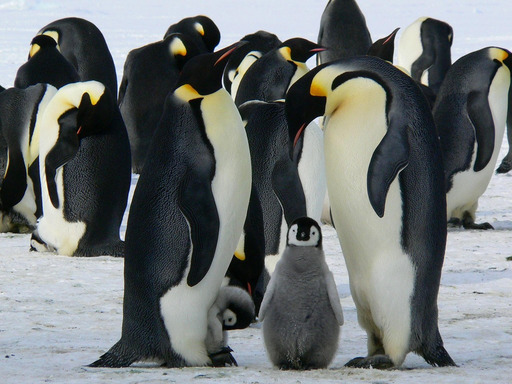 group penguins 서 있는 next to each other penguins