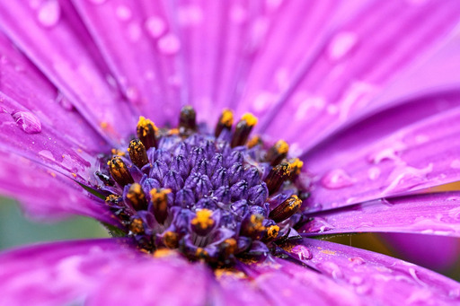 macro
