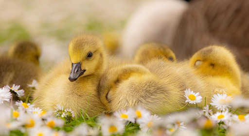 들판 daisy dai 안의 mother duck 와 her chicks