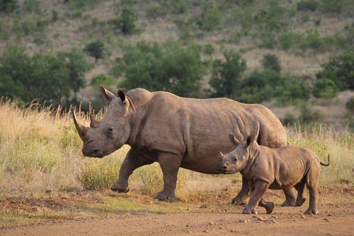dirt 길을 걷는 mother rhino 와 her 아기