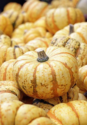 each other pumpkins 위에 앉아 있는 pile pumpkins