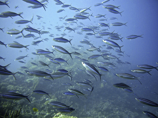 바다 안의 school fish swimming
