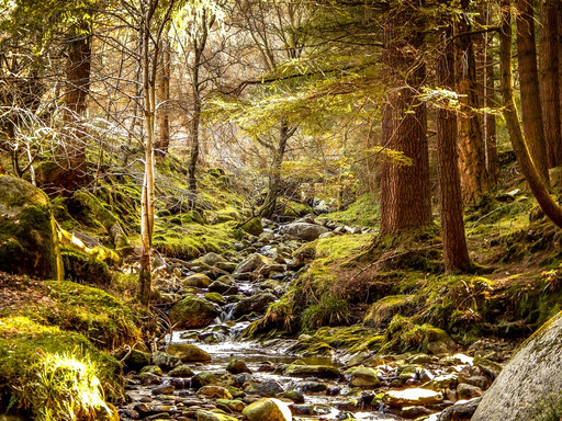 lots trees로 가득 찬 stream running through 숲