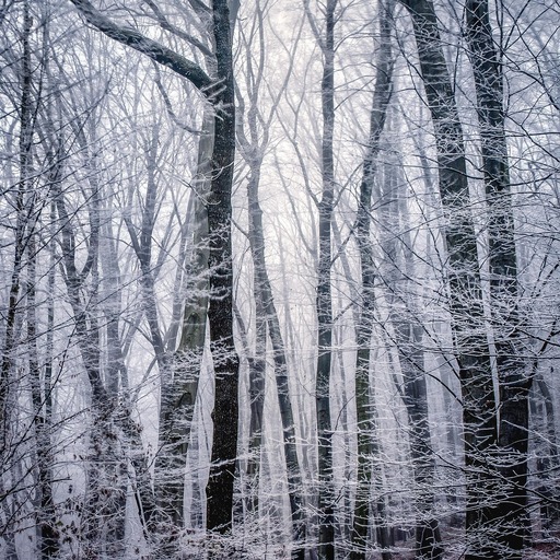 안개 낀 숲 겨울