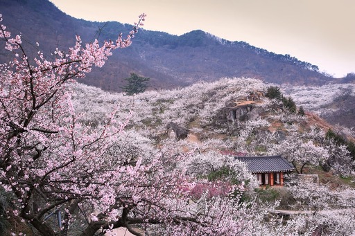 체리 꽃