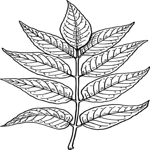 A Leaf Coloring Page