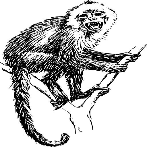 capuchin monkey 01