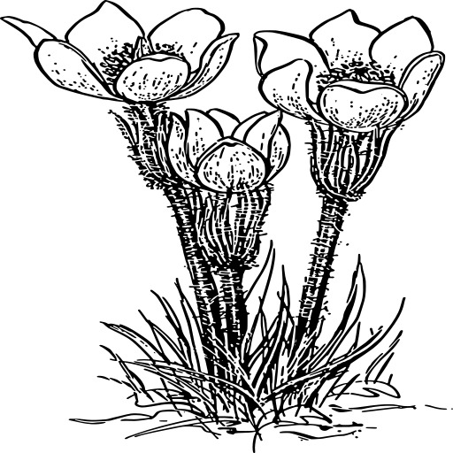 crocus 벡터 일러스트