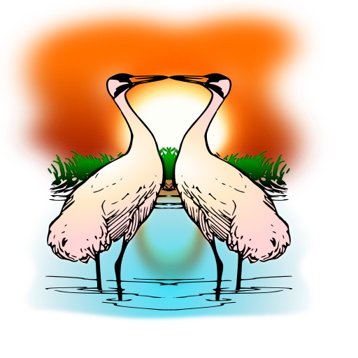 two love 아메리카흰 crane