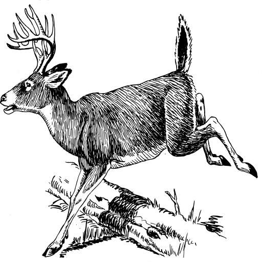 A White - Tailed Stagre, Vintage Line Drawing Or Engraving Illustration