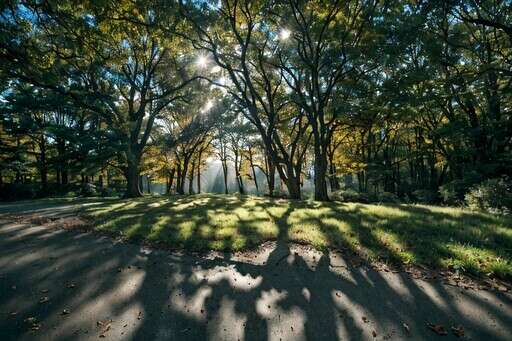 Sunlight Shines Through the Trees in a Park on a Sunny Day