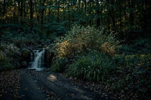 a Small Waterfall in the Middle of a Wooded Area