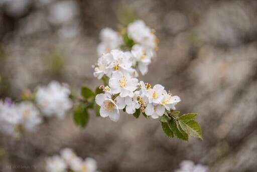 Some White Flowers Are Blooming on a Branch of a Tree