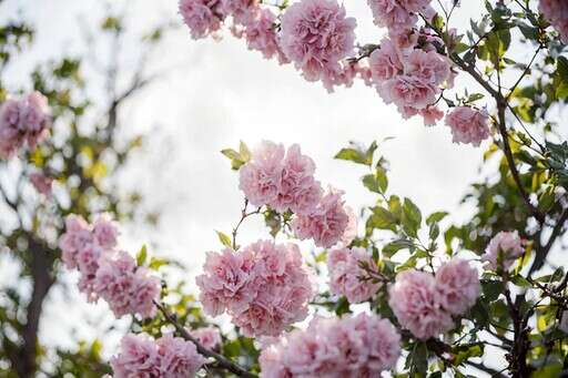 There Are Many Pink Flowers Growing on the Branches of a Tree 2