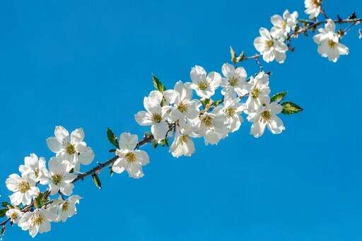 a branch of a tree with white flowers against a blue sky