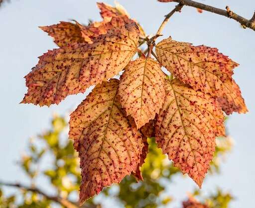 a close up of a leaf on a tree branch 2
