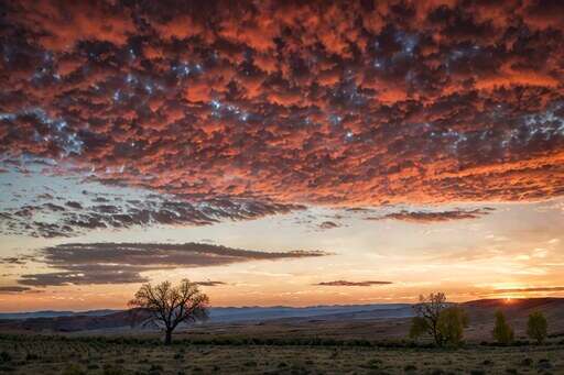 sunset with lone tree in foreground