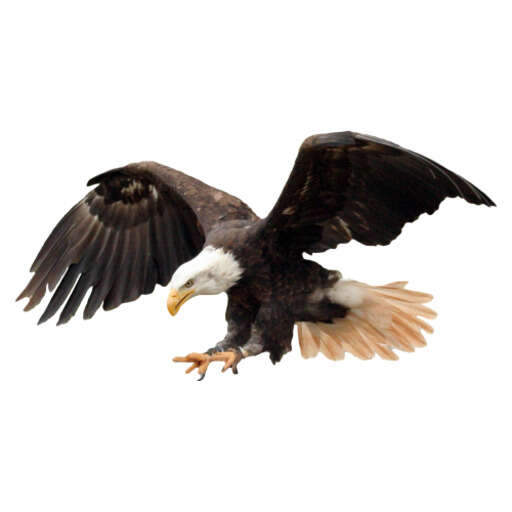 bald eagle in flight with its wings spread