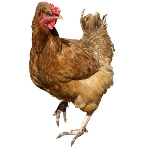 a brown chicken with a red comb on it s head 3