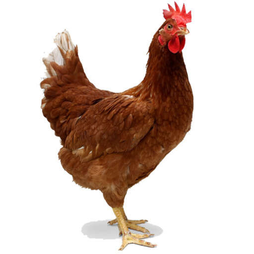 a brown chicken with a red comb on it s head