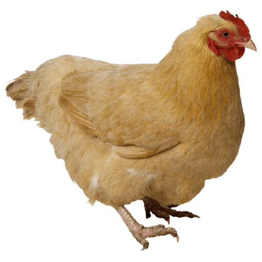 a chicken that is standing up on a white background