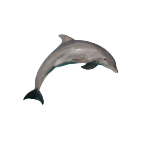 a dolphin that is jumping in the air with it s mouth 3