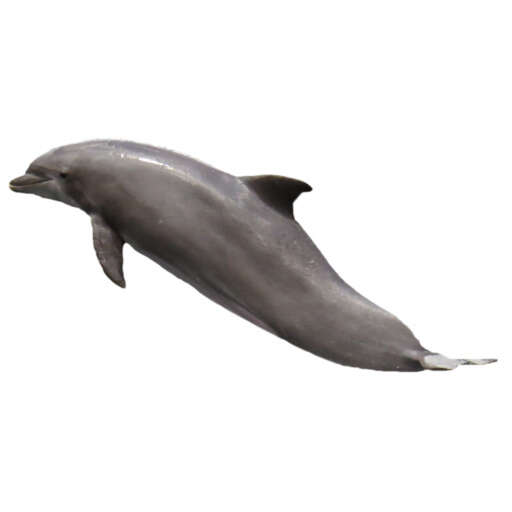 a dolphin that is jumping in the air with it s mouth 6